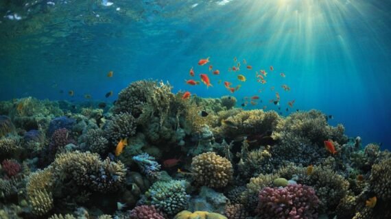 coral-snorkeling-gili-nanggu.jpg